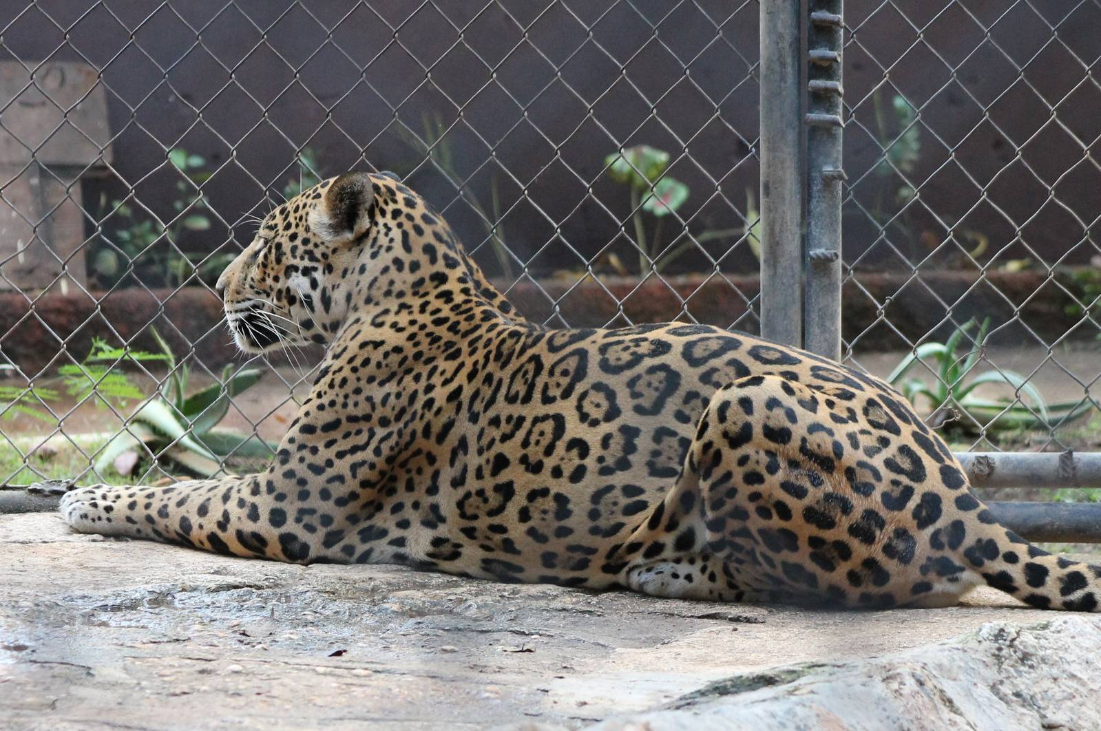 Jaguar
