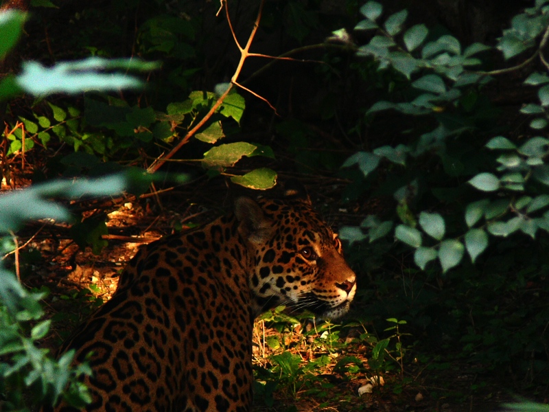 Jaguar