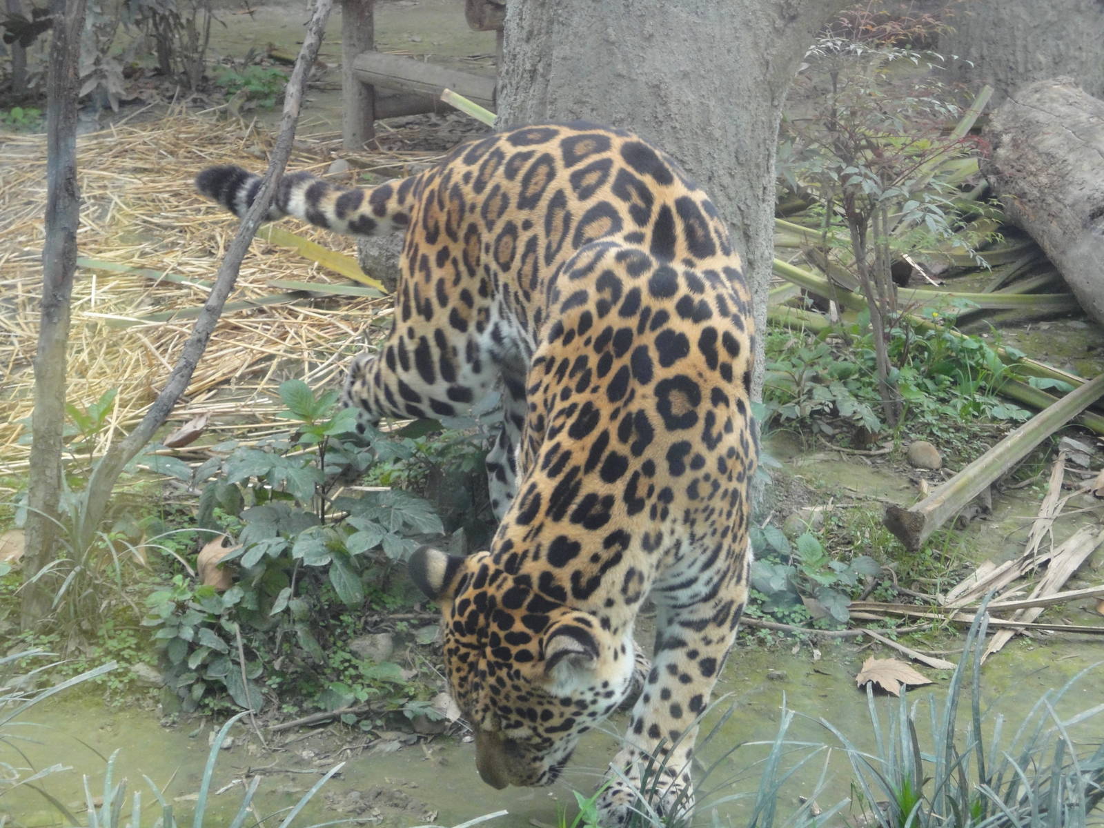 Jaguar