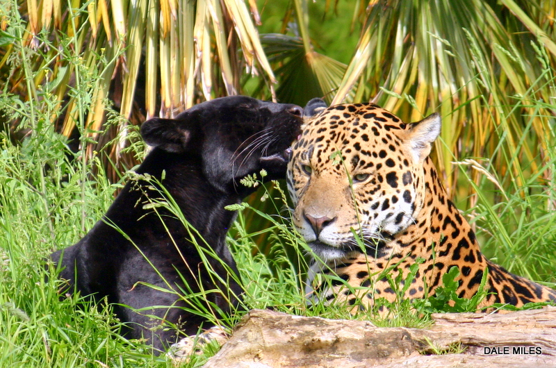 Jaguar