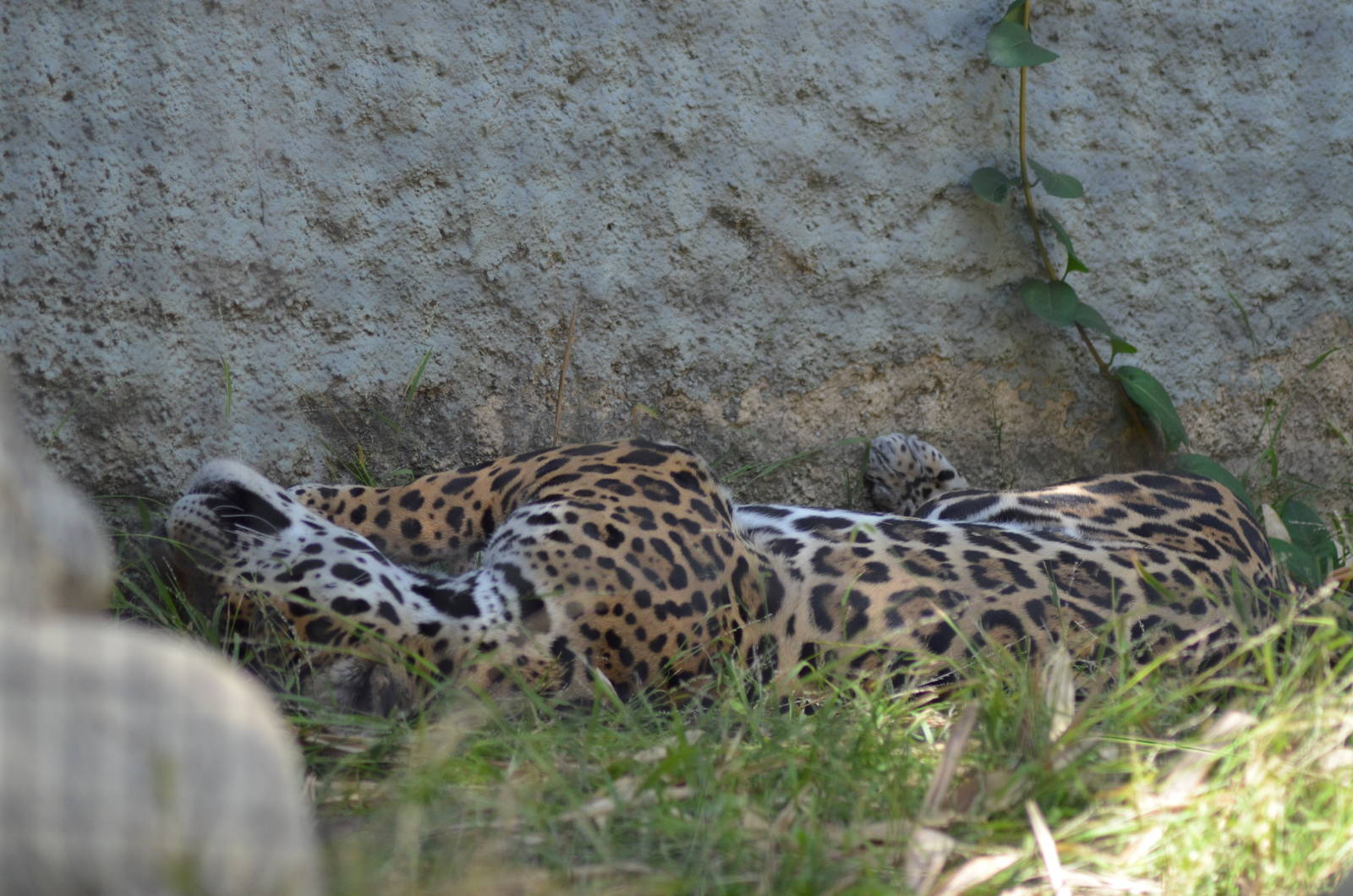 Jaguar