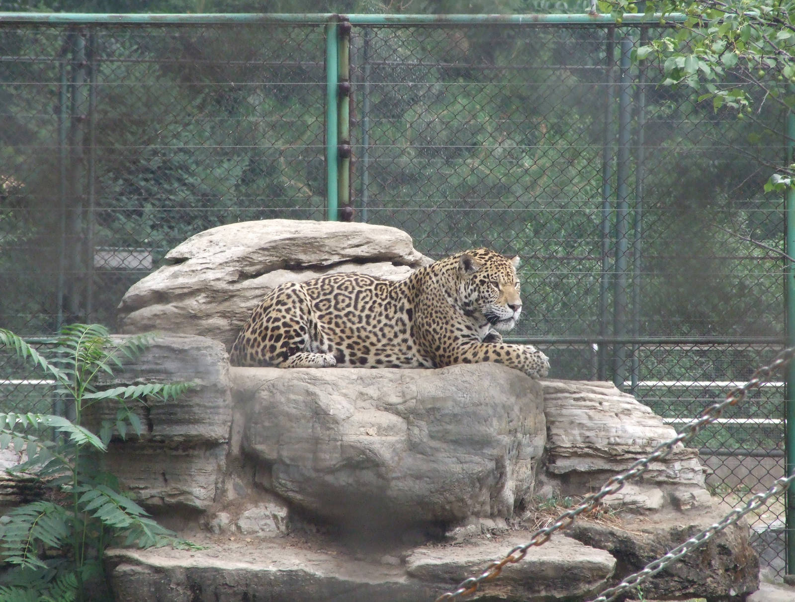 Jaguar