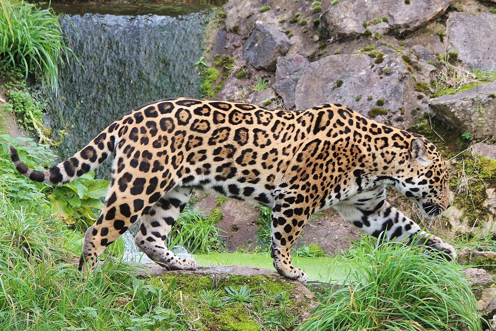 Jaguar