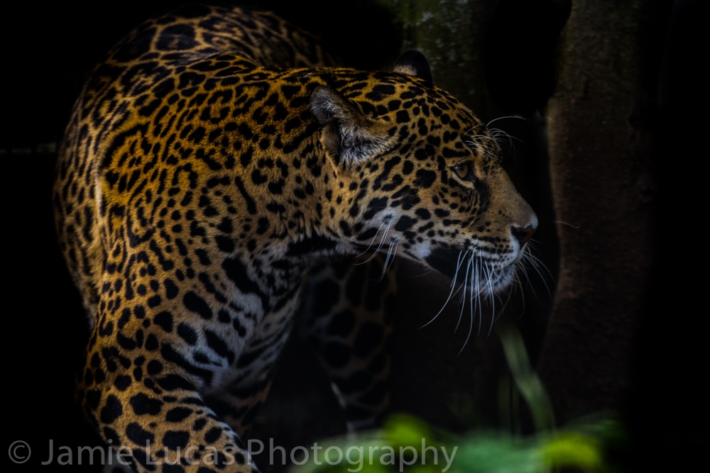 Jaguar