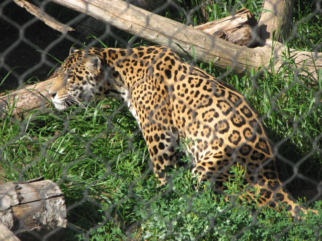 Jaguar