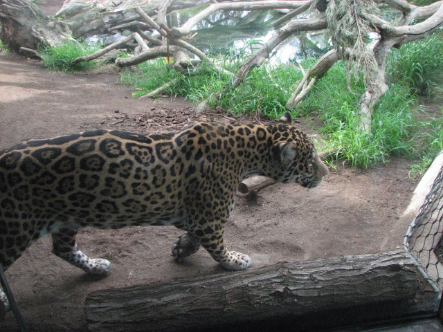 Jaguar