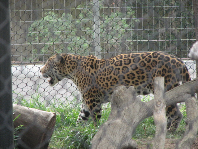 Jaguar