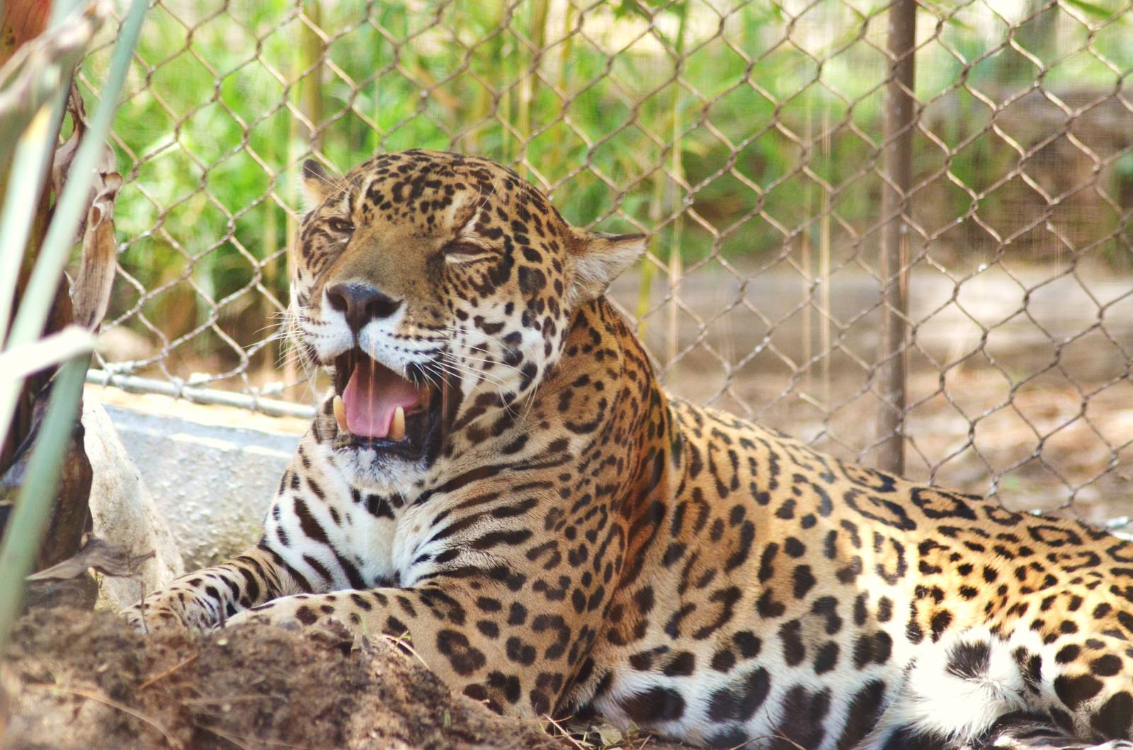 Jaguar