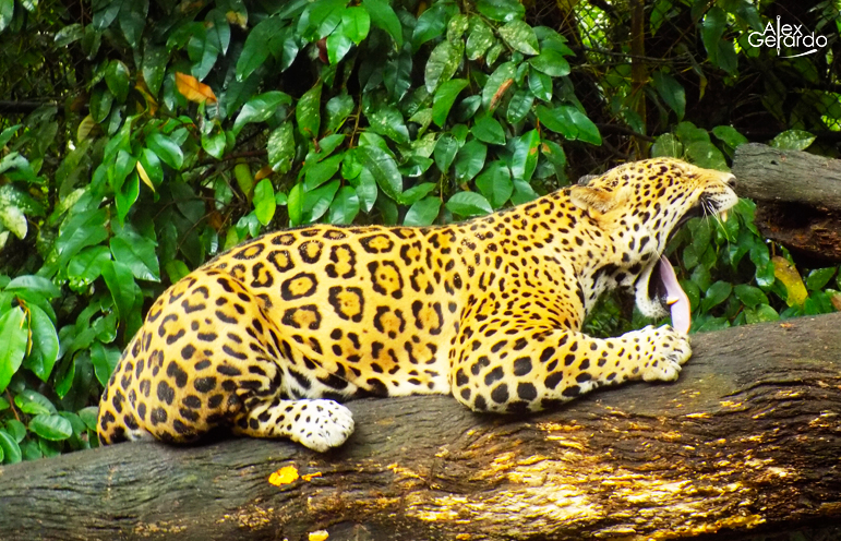 Jaguar
