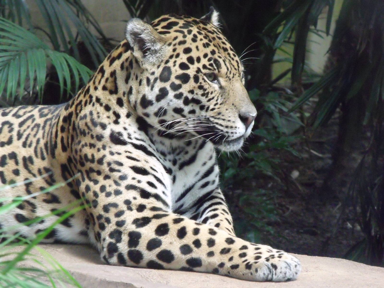 Jaguar