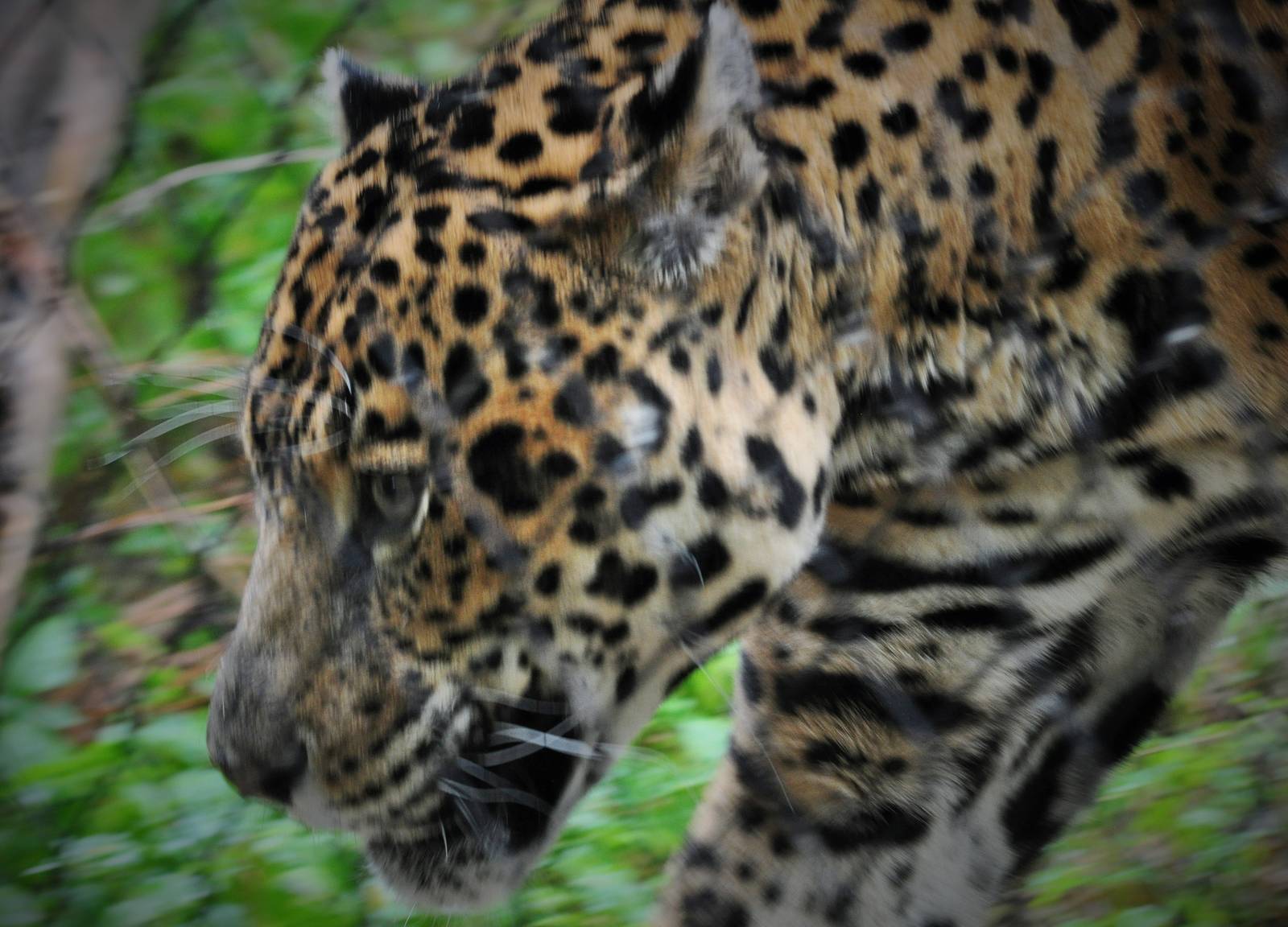 Jaguar