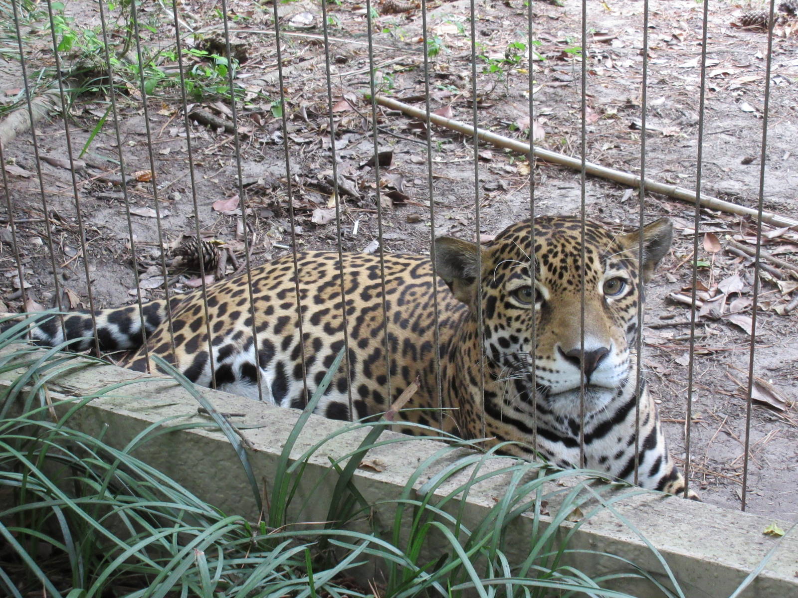 Jaguar
