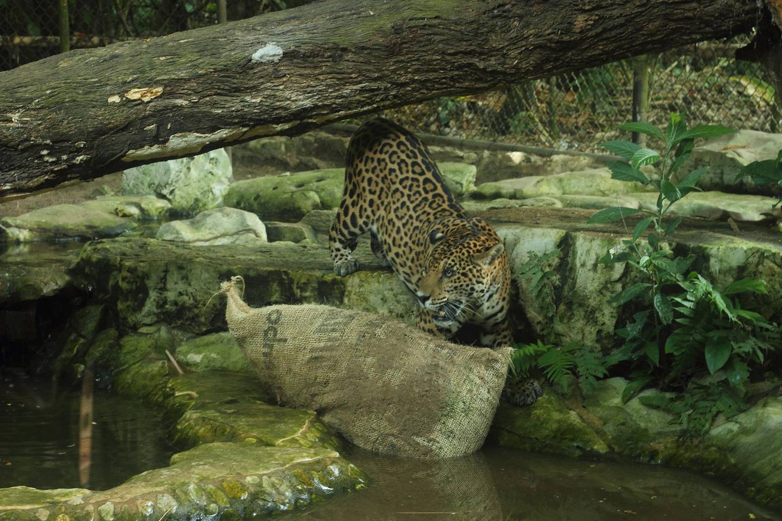 Jaguar