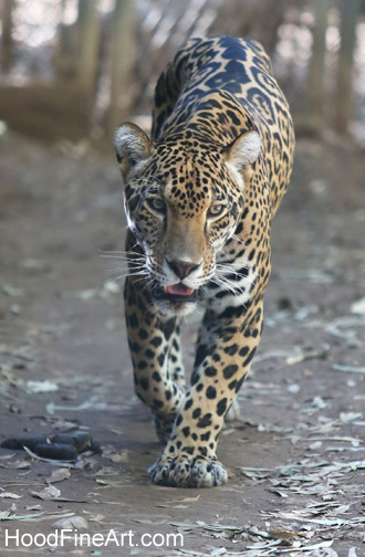 jaguar