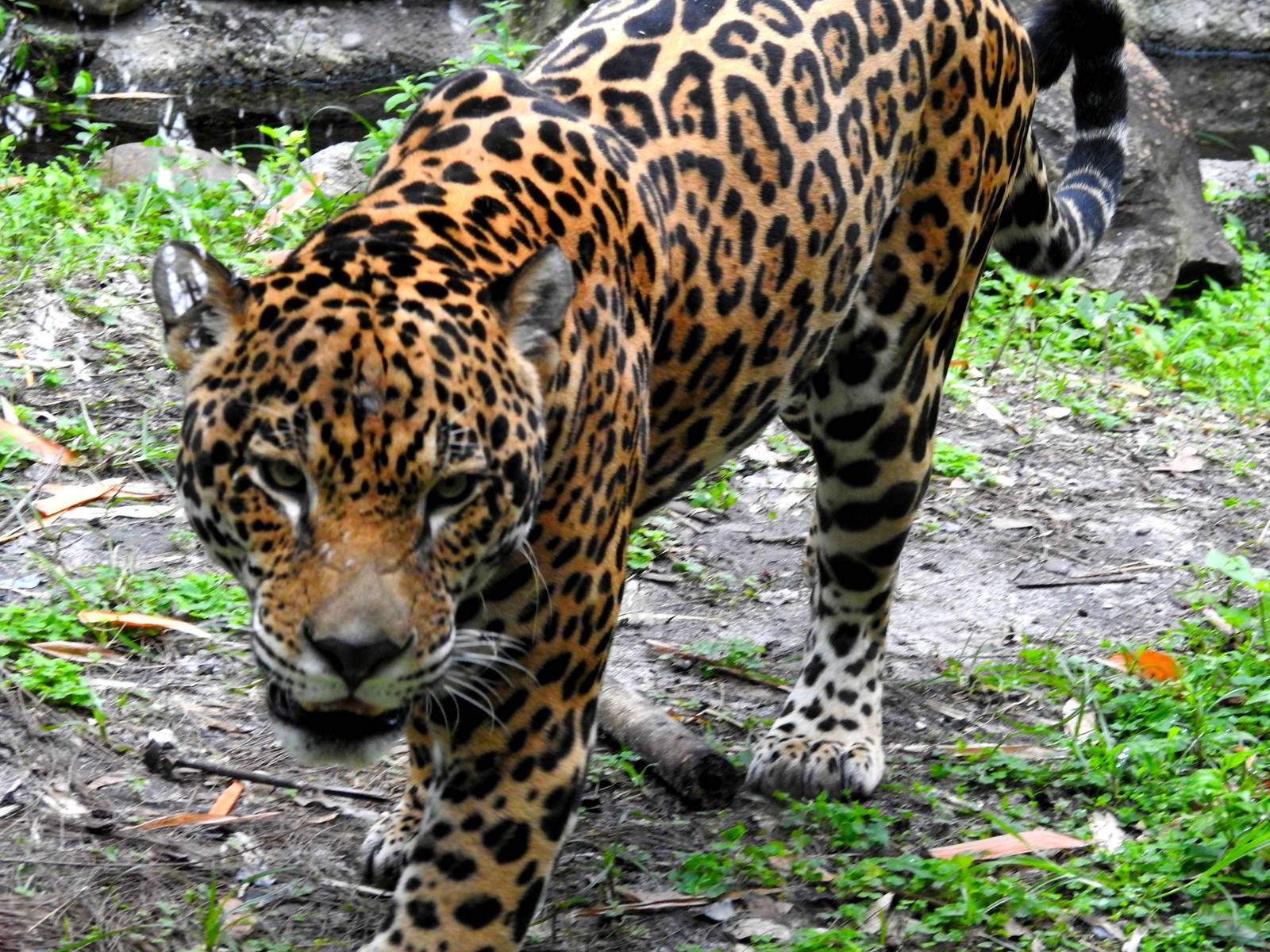 Jaguar