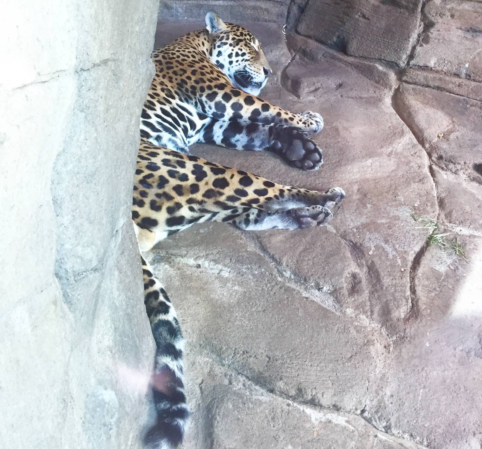 Jaguar