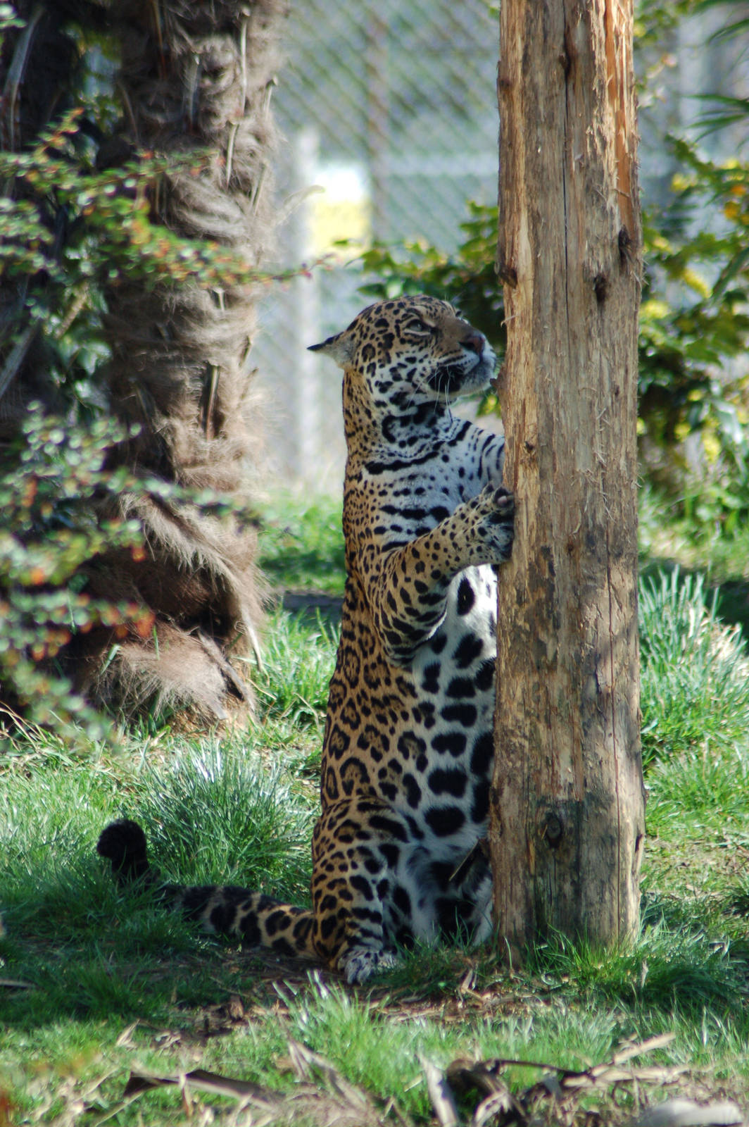 jaguar