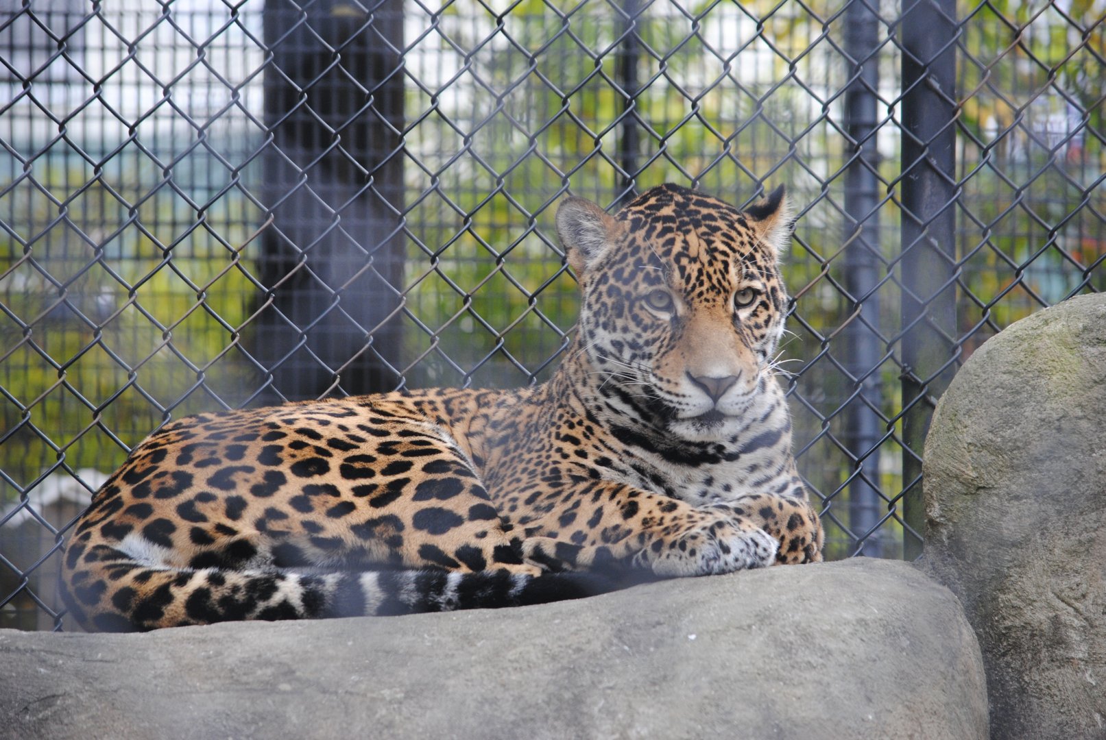 Jaguar