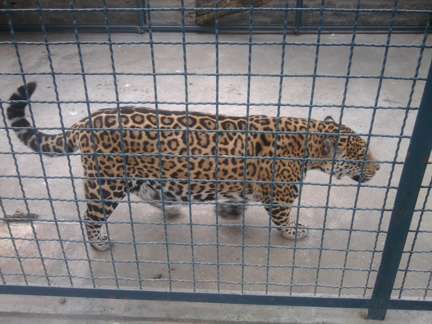 Jaguar