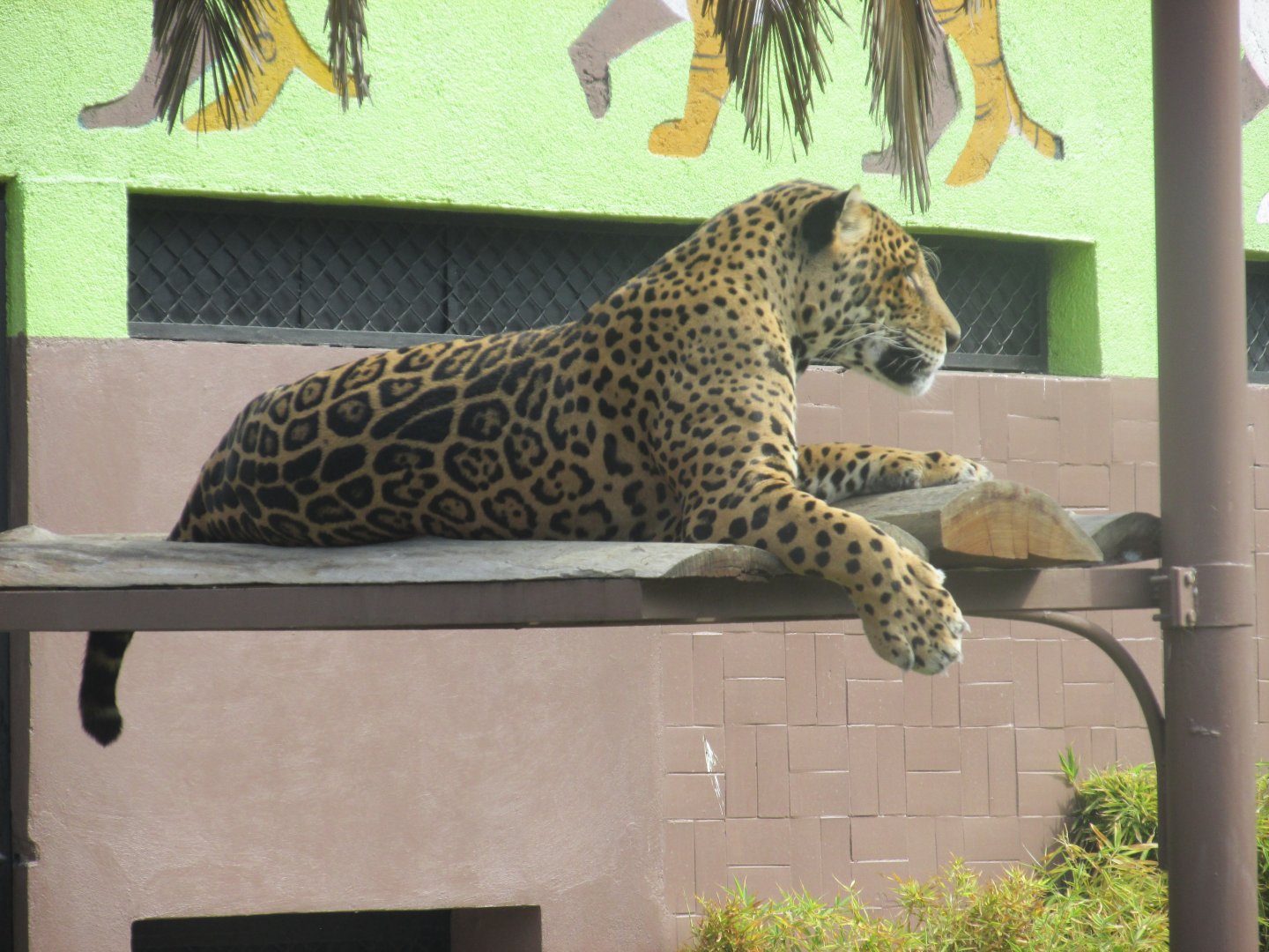 jaguar