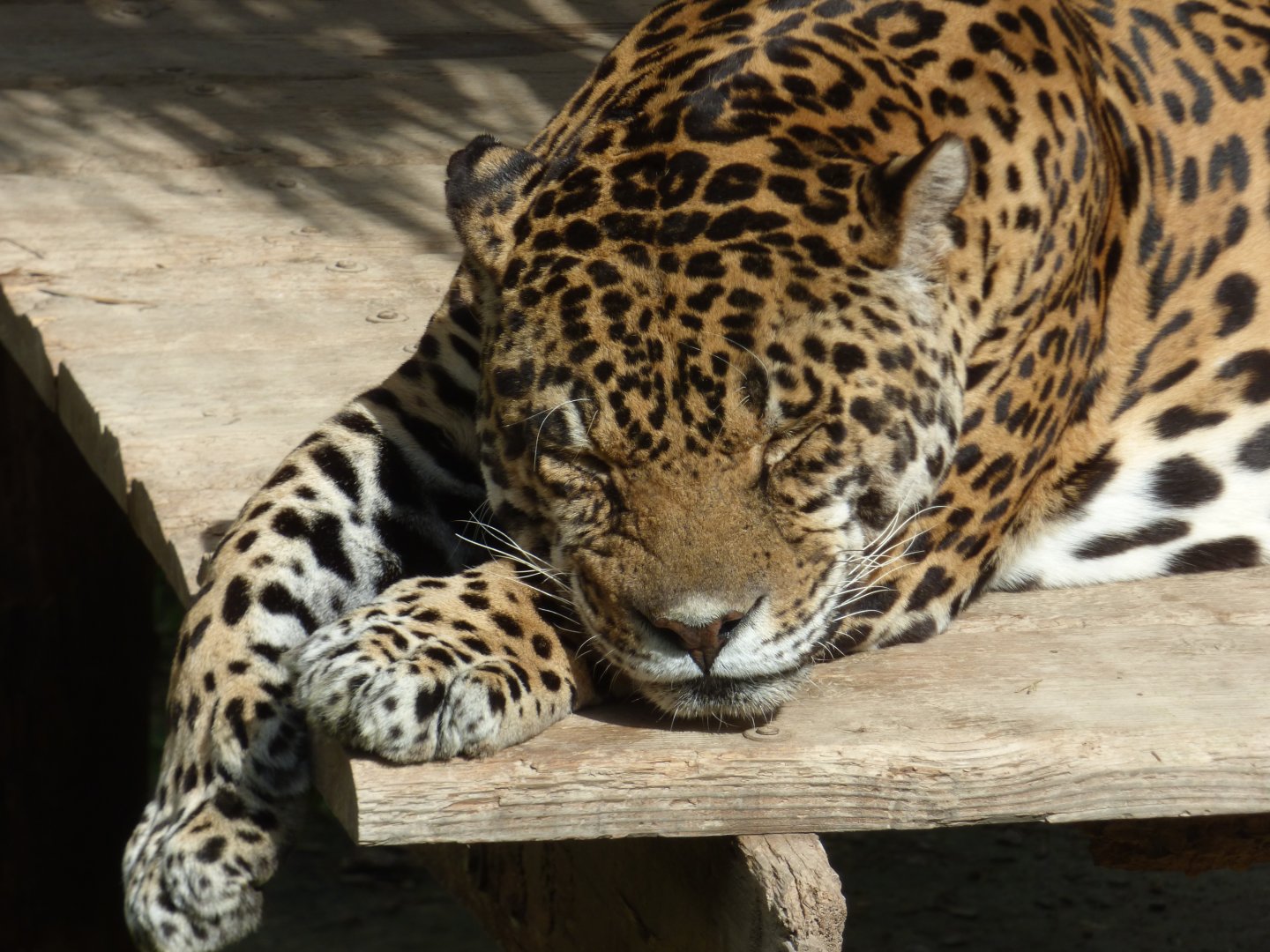 Jaguar