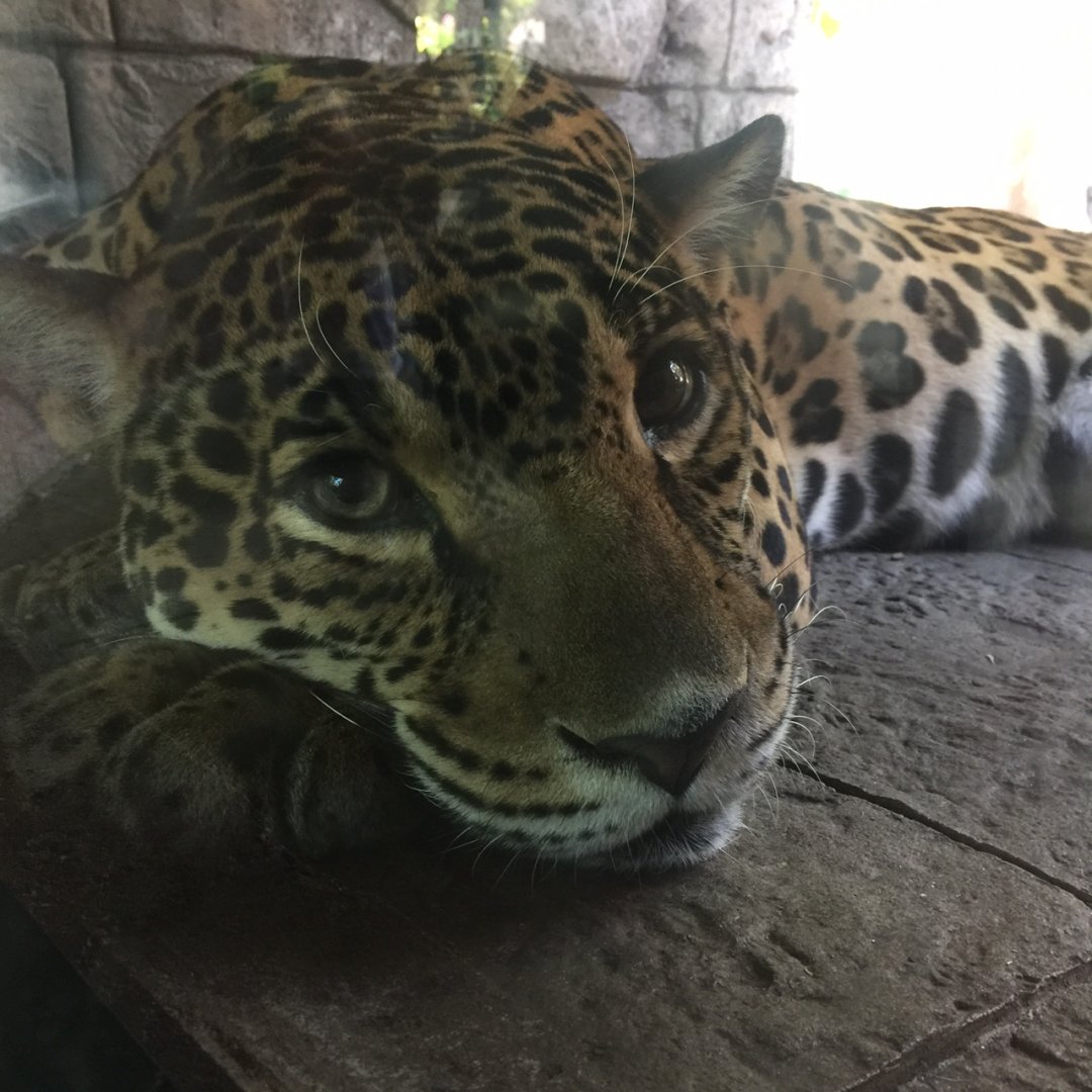 Jaguar