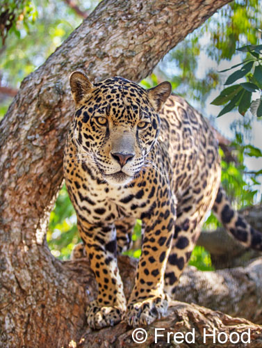 Jaguar