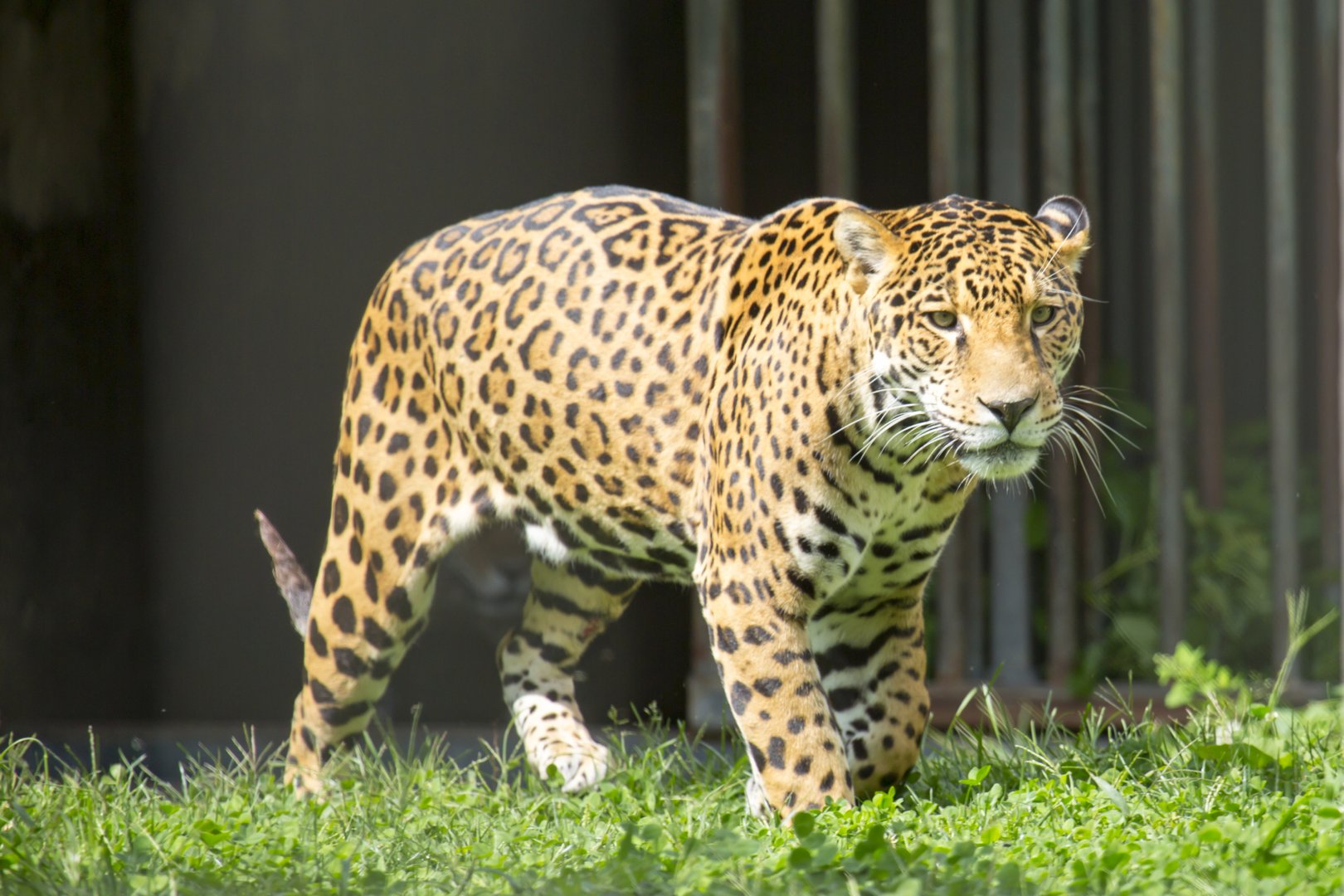 Jaguar
