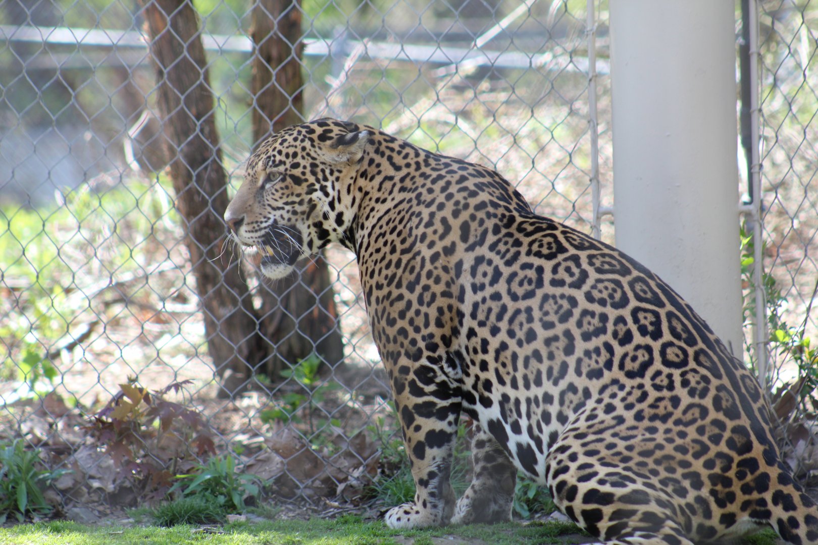 Jaguar