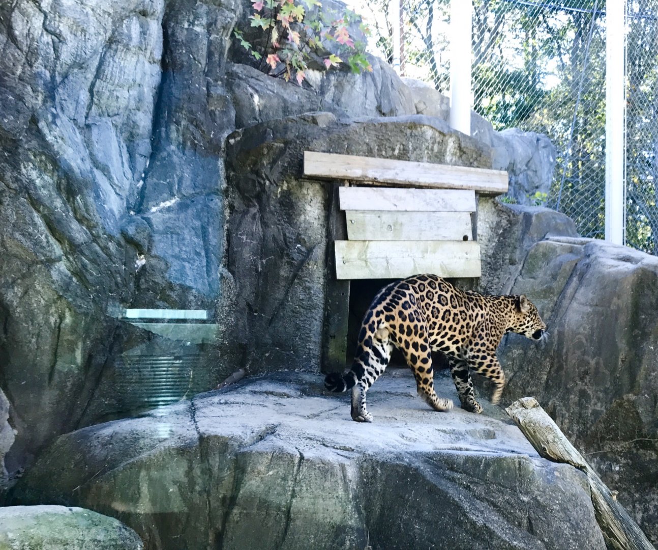 Jaguar