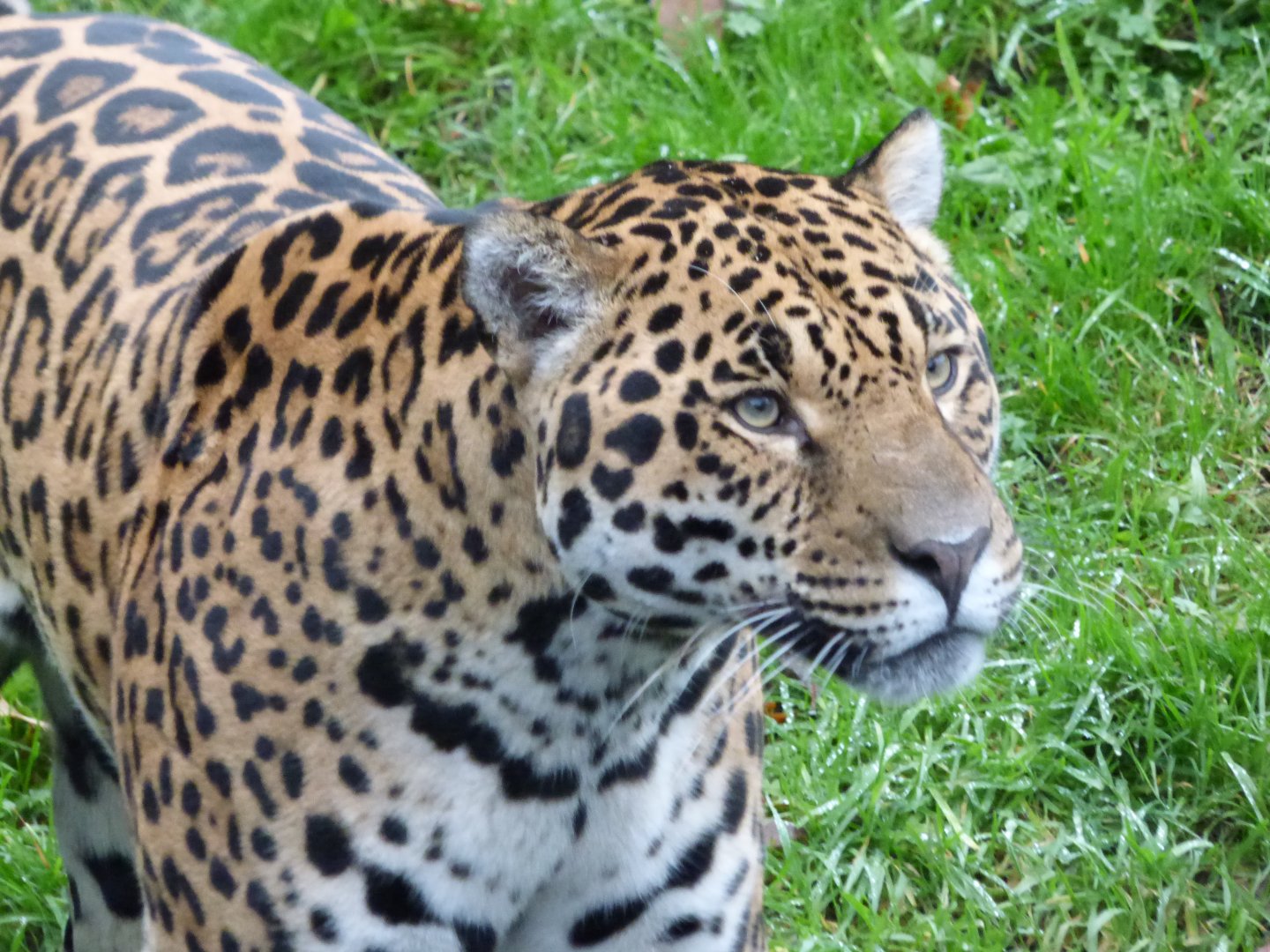 Jaguar