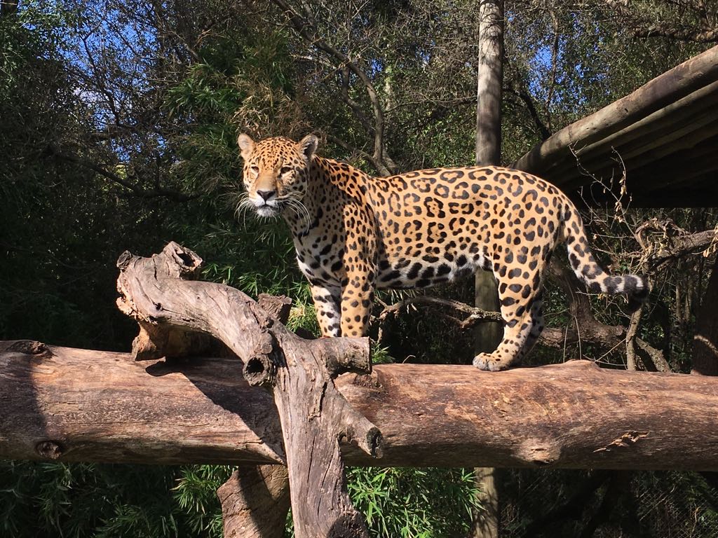 Jaguar
