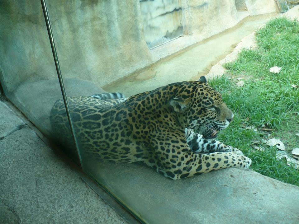Jaguar