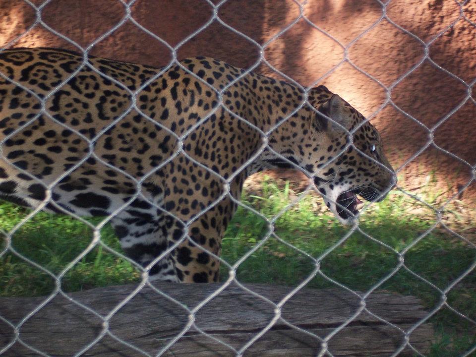 Jaguar