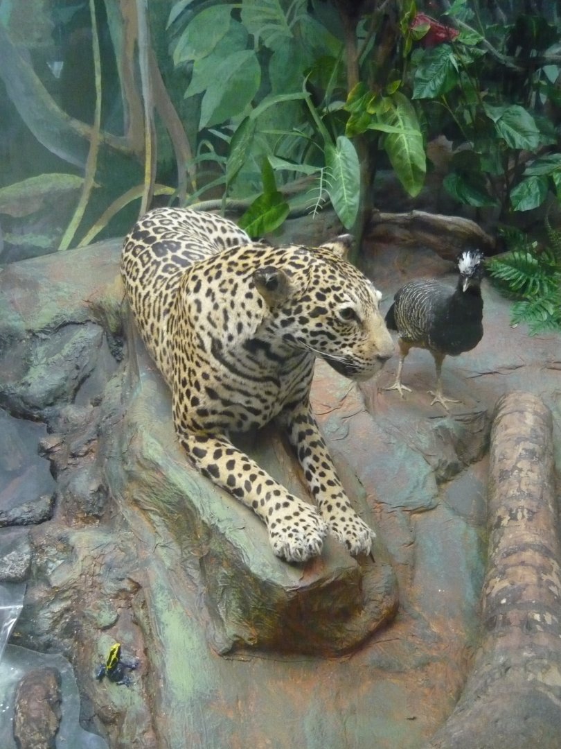 Jaguar
