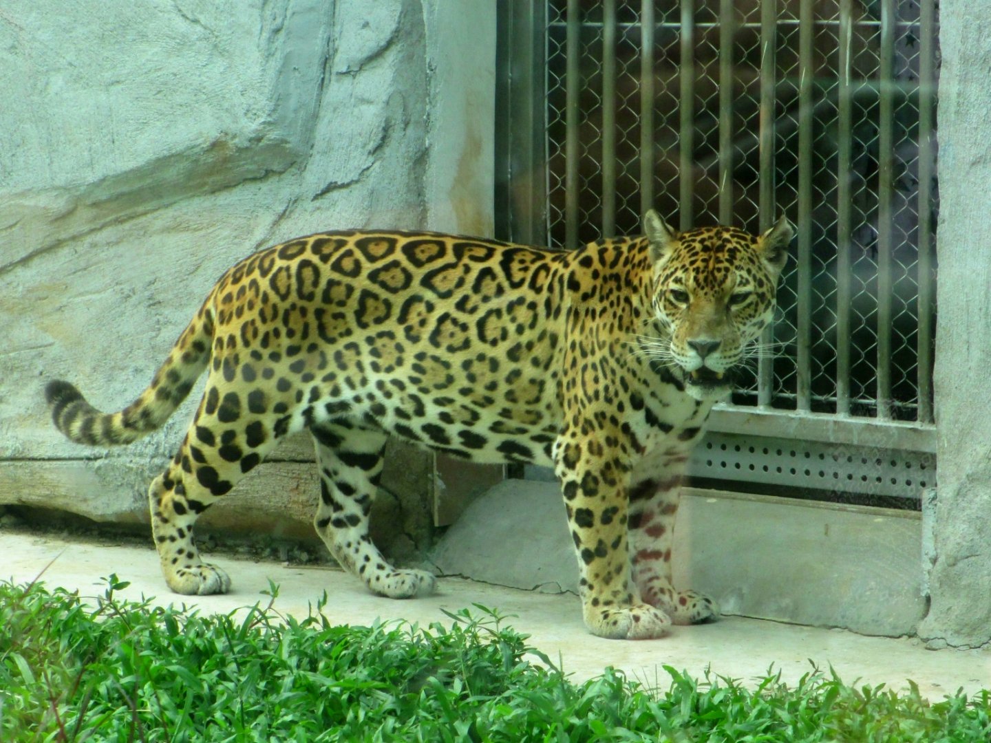 Jaguar
