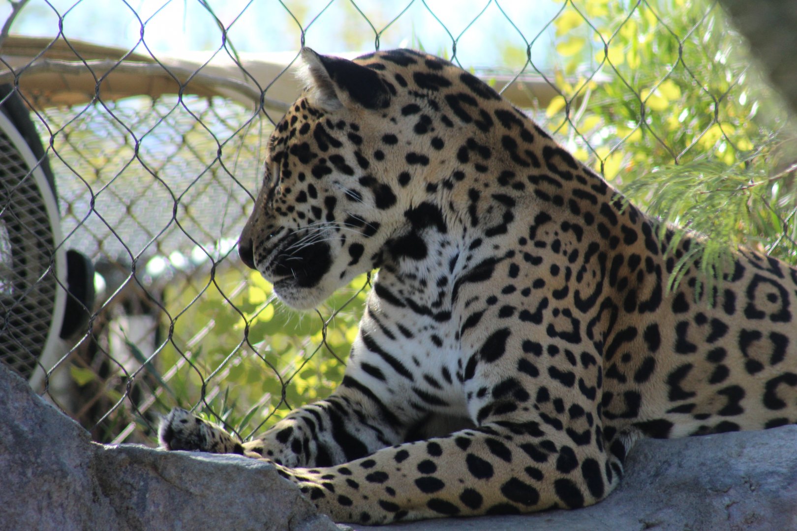 Jaguar