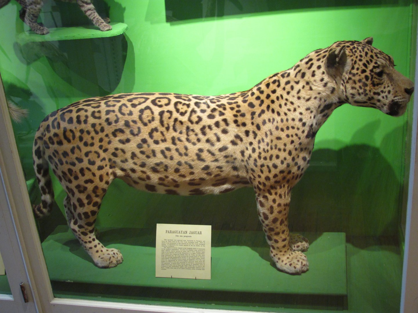 Jaguar