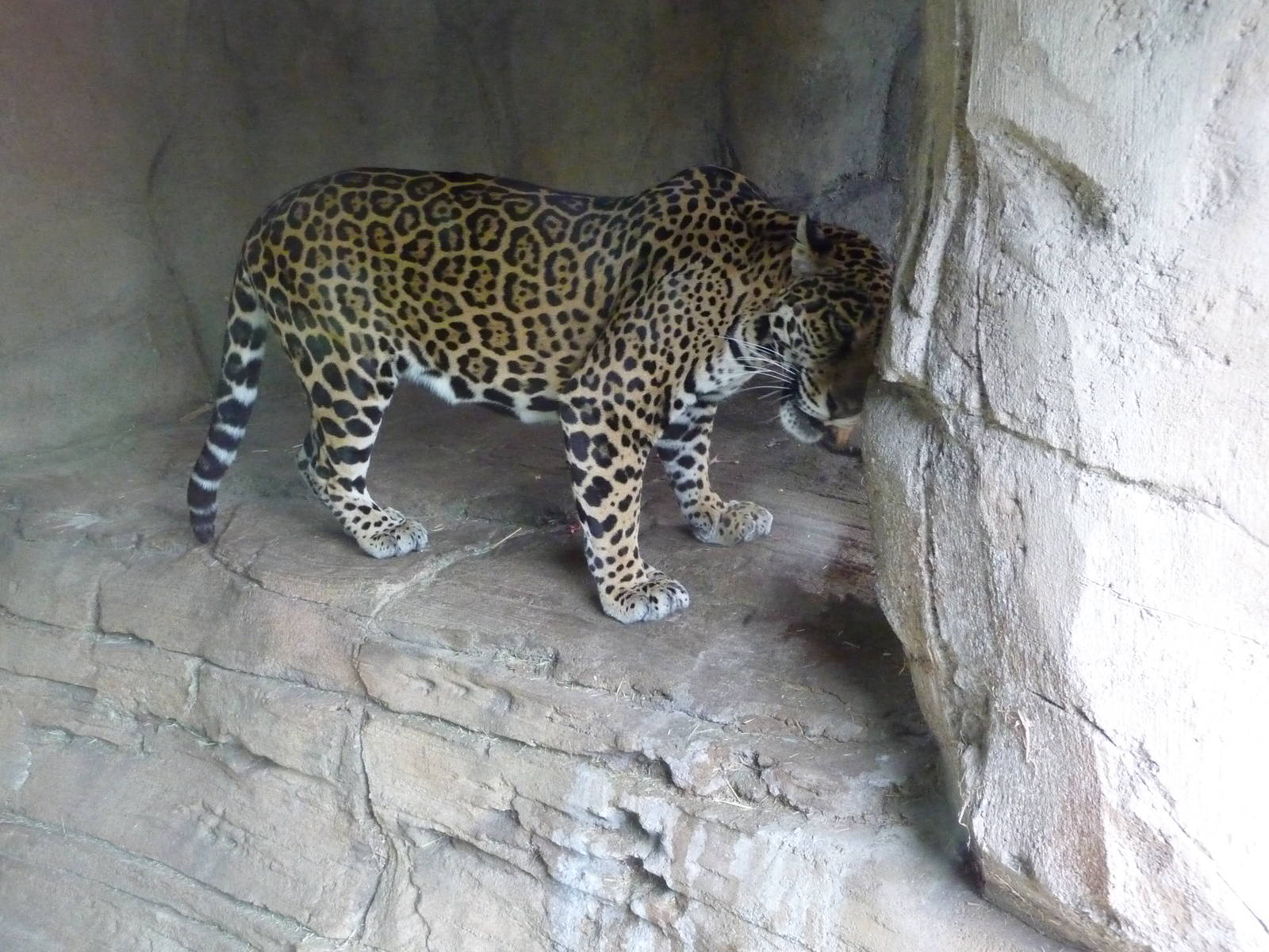 Jaguar