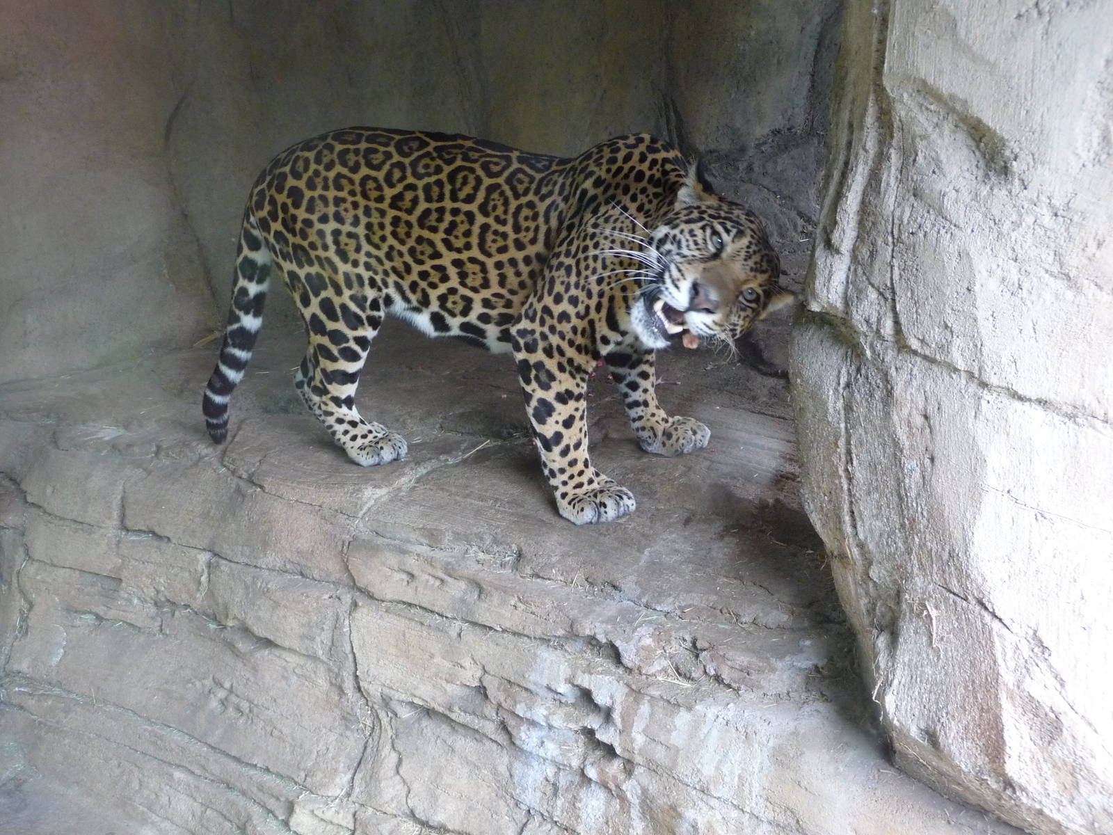 Jaguar