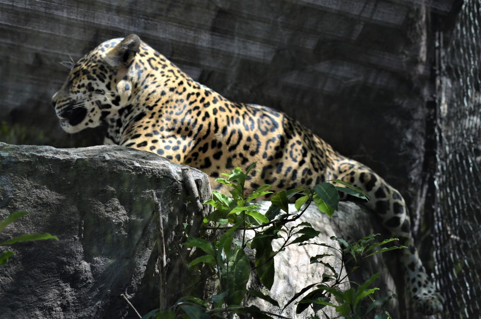 Jaguar