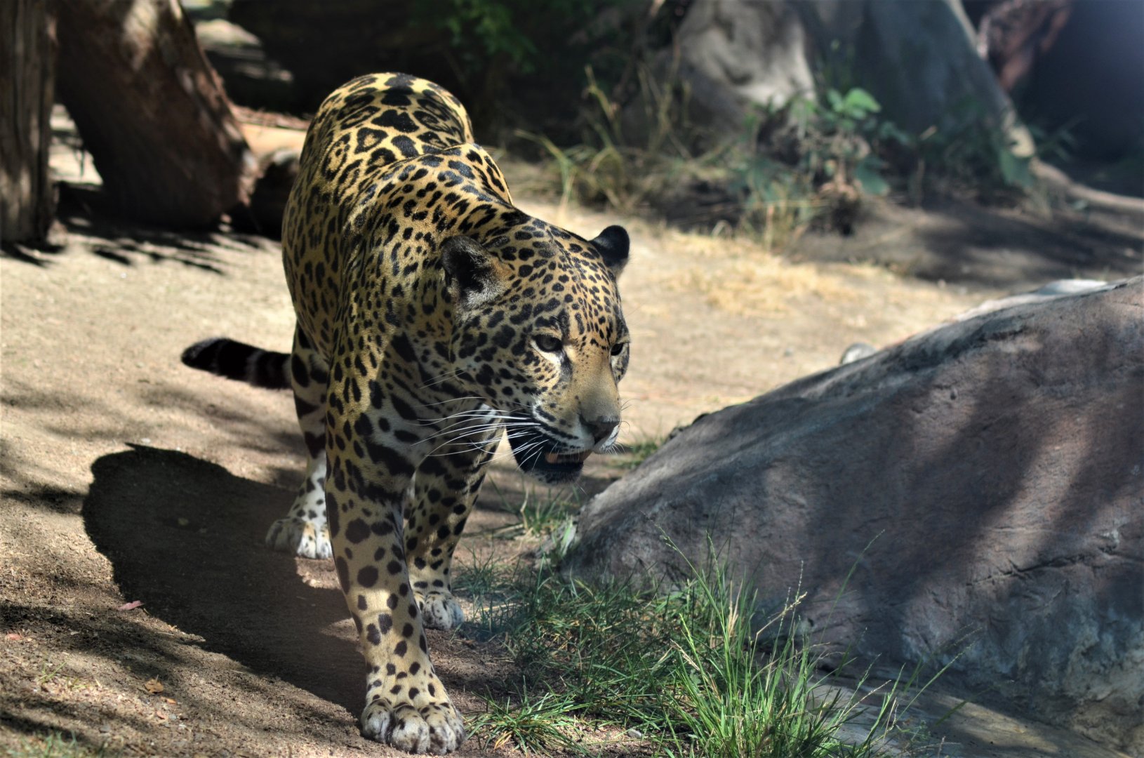 Jaguar