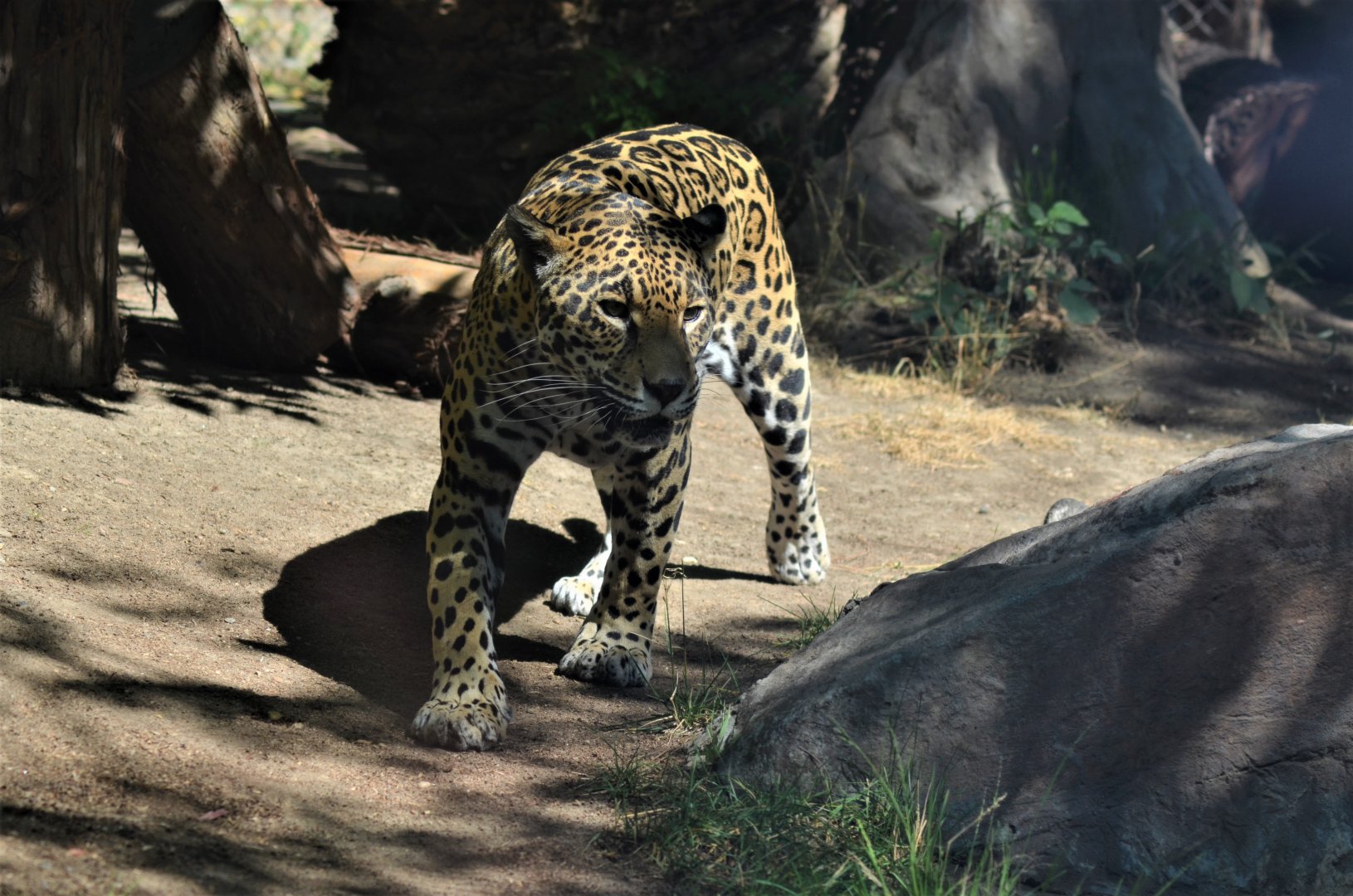 Jaguar