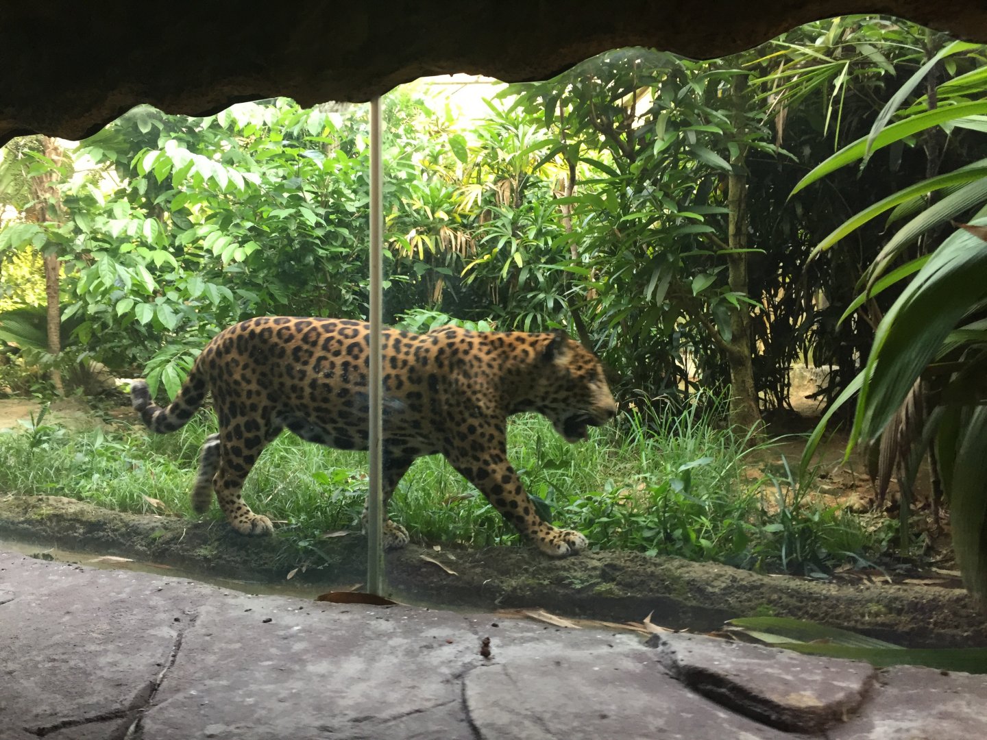 Jaguar