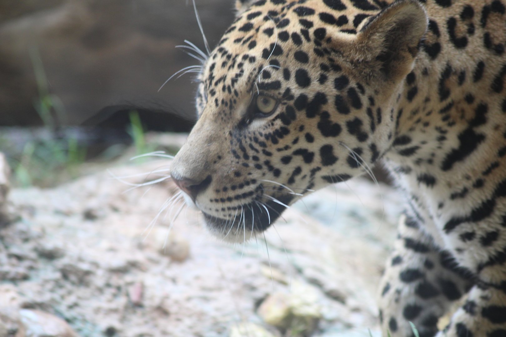 Jaguar