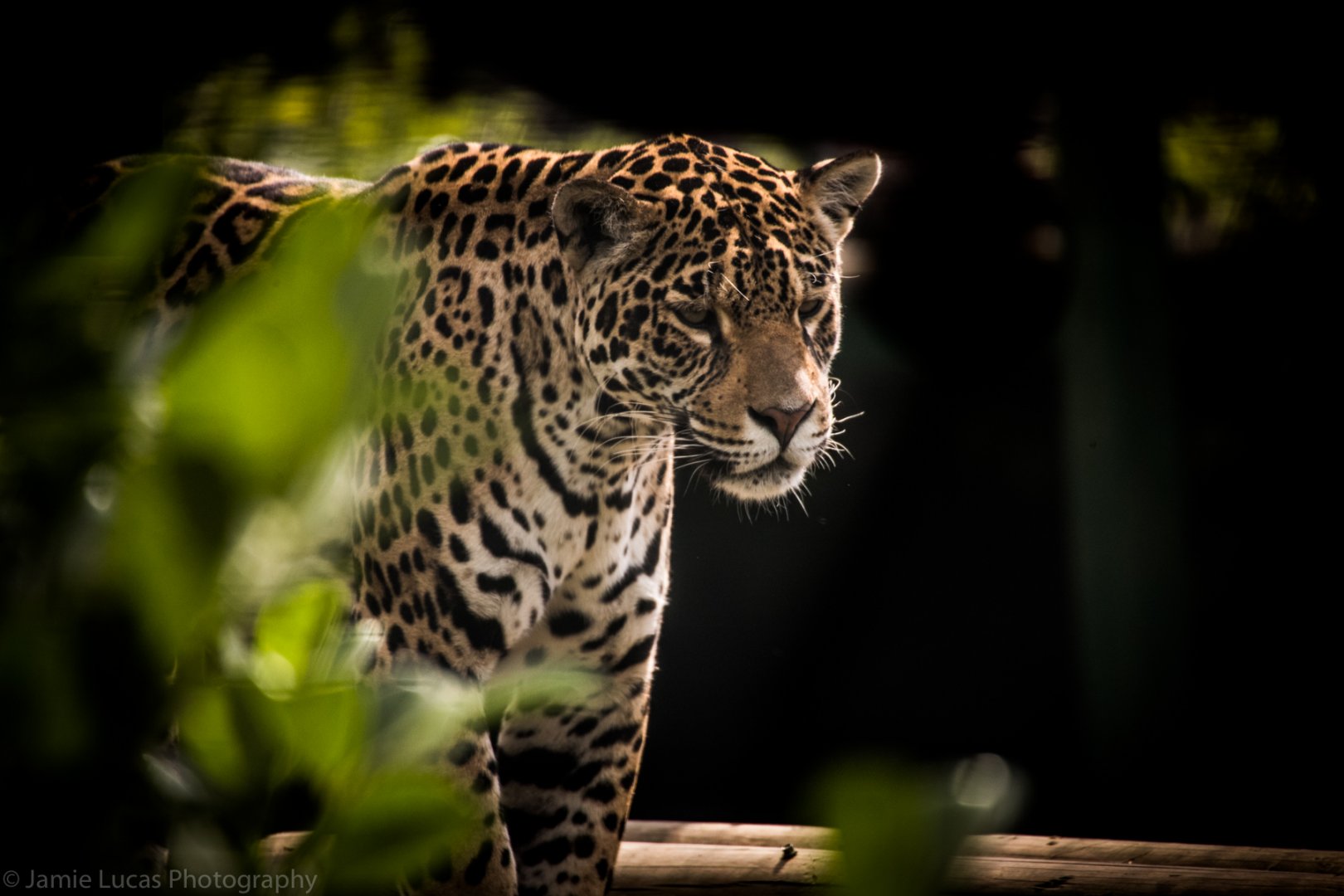 Jaguar