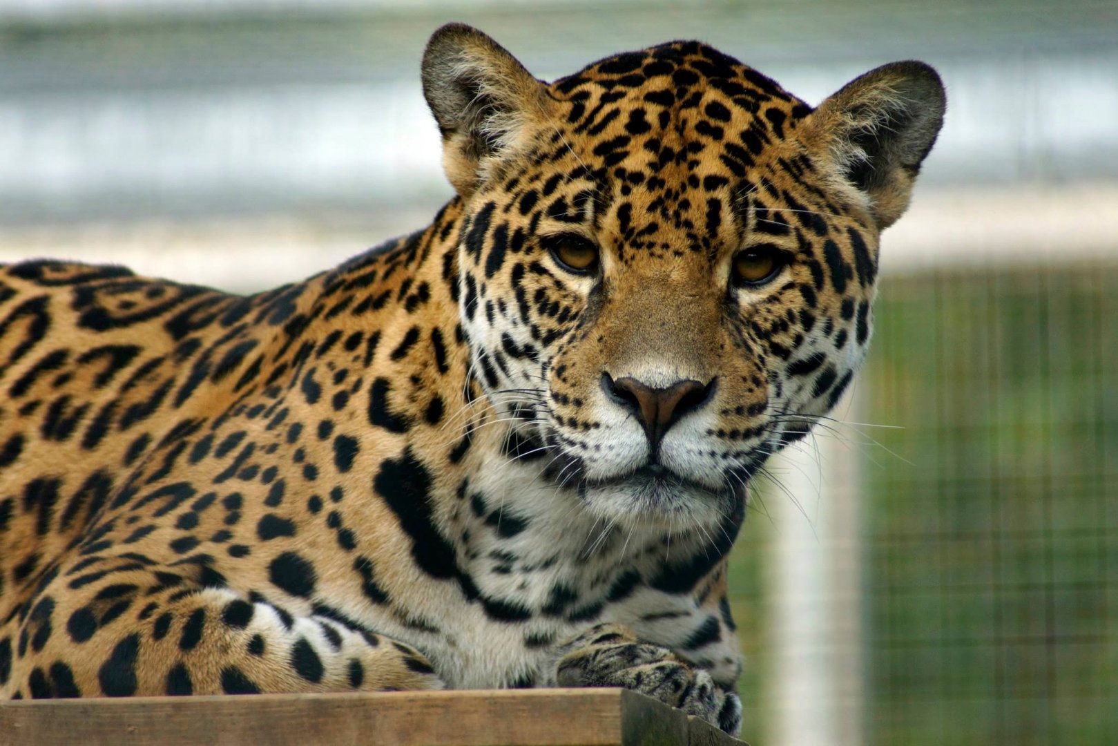 Jaguar
