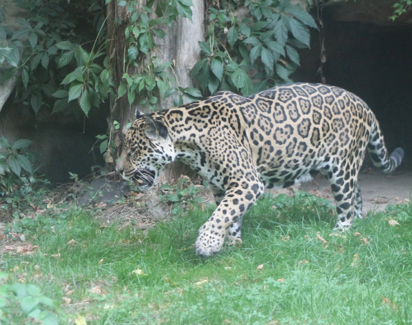 Jaguar
