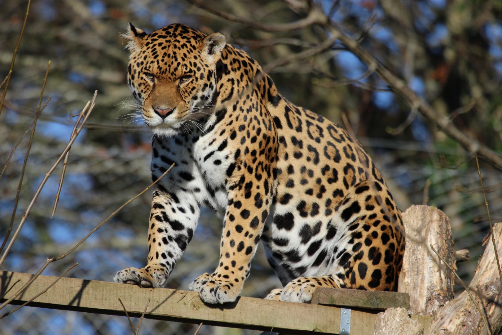 Jaguar