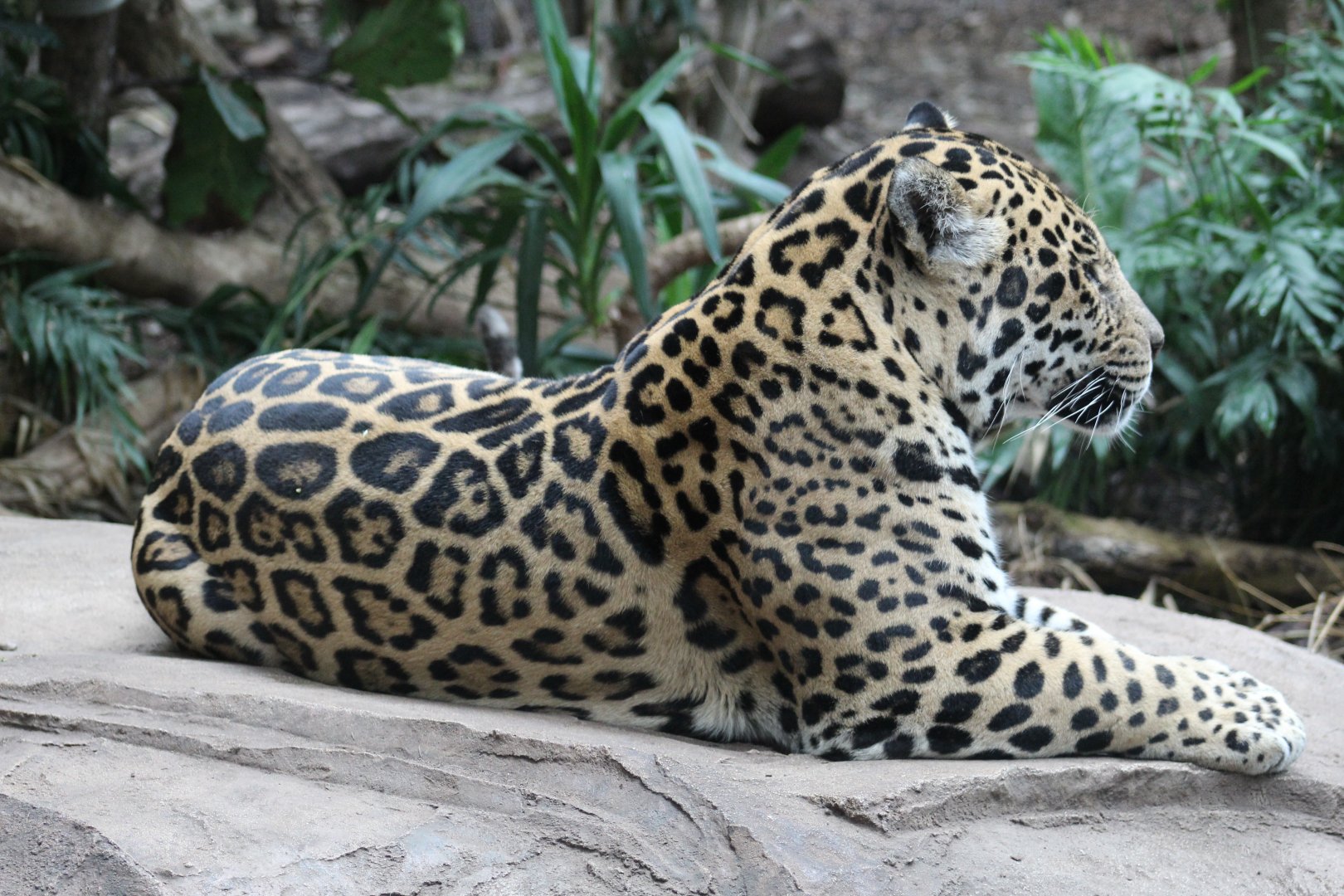 Jaguar